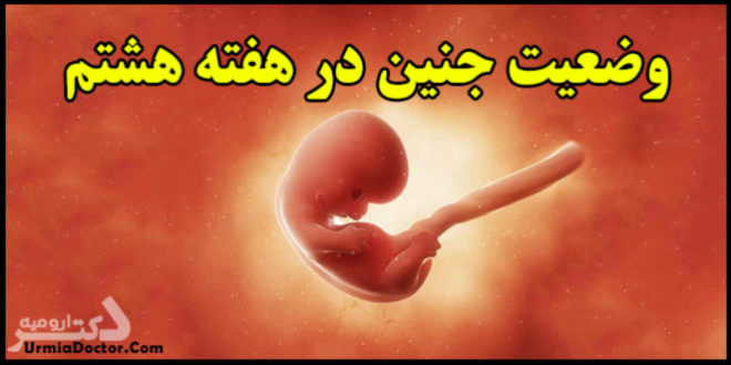 وضعیت جنین (رویان) در هفته هشتم بارداری