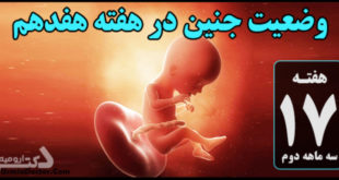 وضعیت جنین در هفته هفدهم بارداری